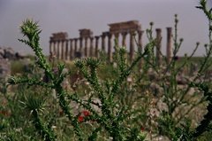 syrie1075