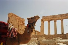 syrie1183