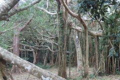 taiwan3524