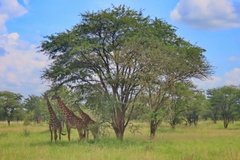 tanzania2008