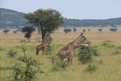 tanzania2011