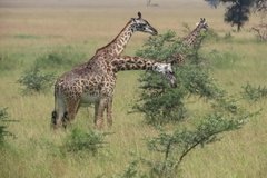 tanzania2012