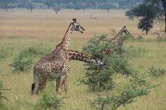 tanzania2013