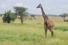 tanzania2015