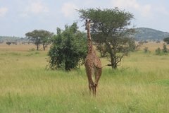 tanzania2016