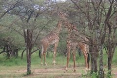 tanzania2018