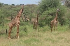tanzania2025