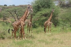 tanzania2026
