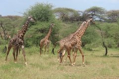 tanzania2027