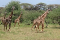 tanzania2028
