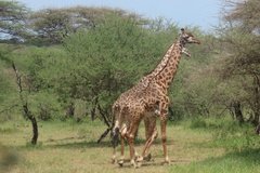 tanzania2029
