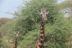 tanzania2031