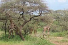 tanzania2034