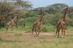 tanzania2038