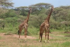 tanzania2039