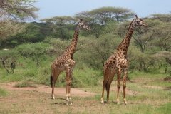 tanzania2040