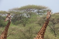 tanzania2041