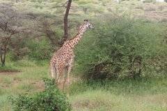 tanzania2042