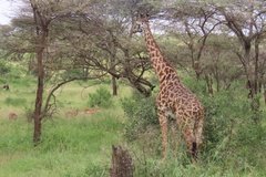 tanzania2043