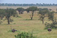 tanzania2044