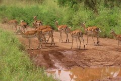 tanzania2050