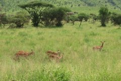 tanzania2055