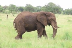 tanzania2089