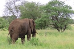 tanzania2090