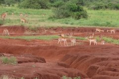 tanzania2091