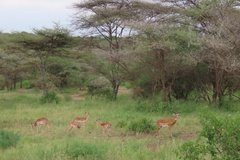 tanzania2092