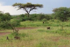 tanzania2093