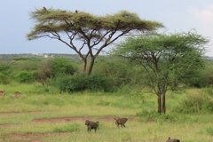 tanzania2094