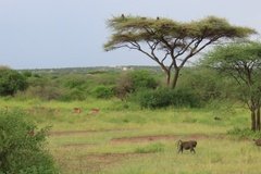 tanzania2095