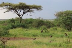tanzania2096