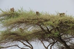 tanzania2098