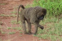 tanzania2099