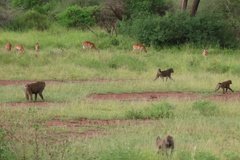 tanzania2101