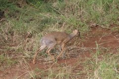 tanzania2104
