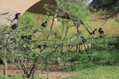 tanzania4011