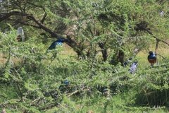 tanzania4012