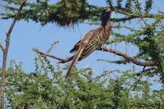 tanzania4016