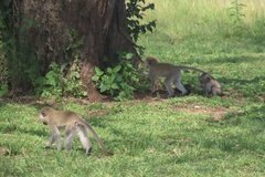 tanzania4019