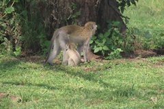 tanzania4021