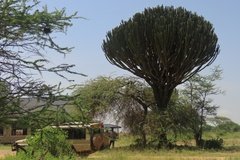 tanzania4023