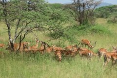 tanzania4029