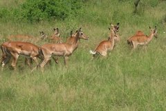 tanzania4031