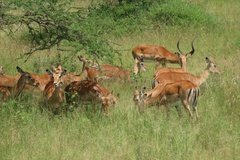 tanzania4032