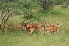 tanzania4034