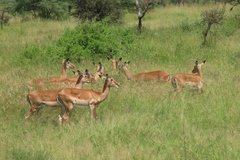 tanzania4035