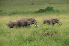 tanzania4050